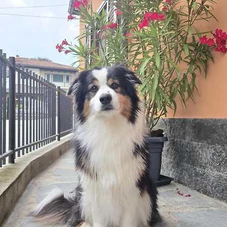 Ca Dai Noni - Family & Pet Friendly - Terrace - Near Maggiore דירה
