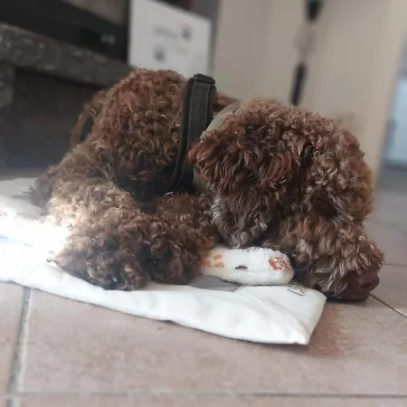 Ca Dai Noni - Family & Pet Friendly - Terrace - Near Maggiore דירה